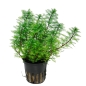 Preview: Myriophyllum mattogrossense - Mato-Grosso-Tausendblatt